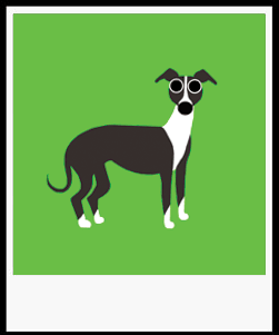 PHIL ITALIAN GREYHOUND