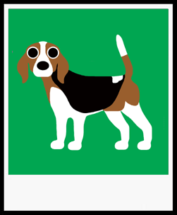 ROMAN BEAGLE